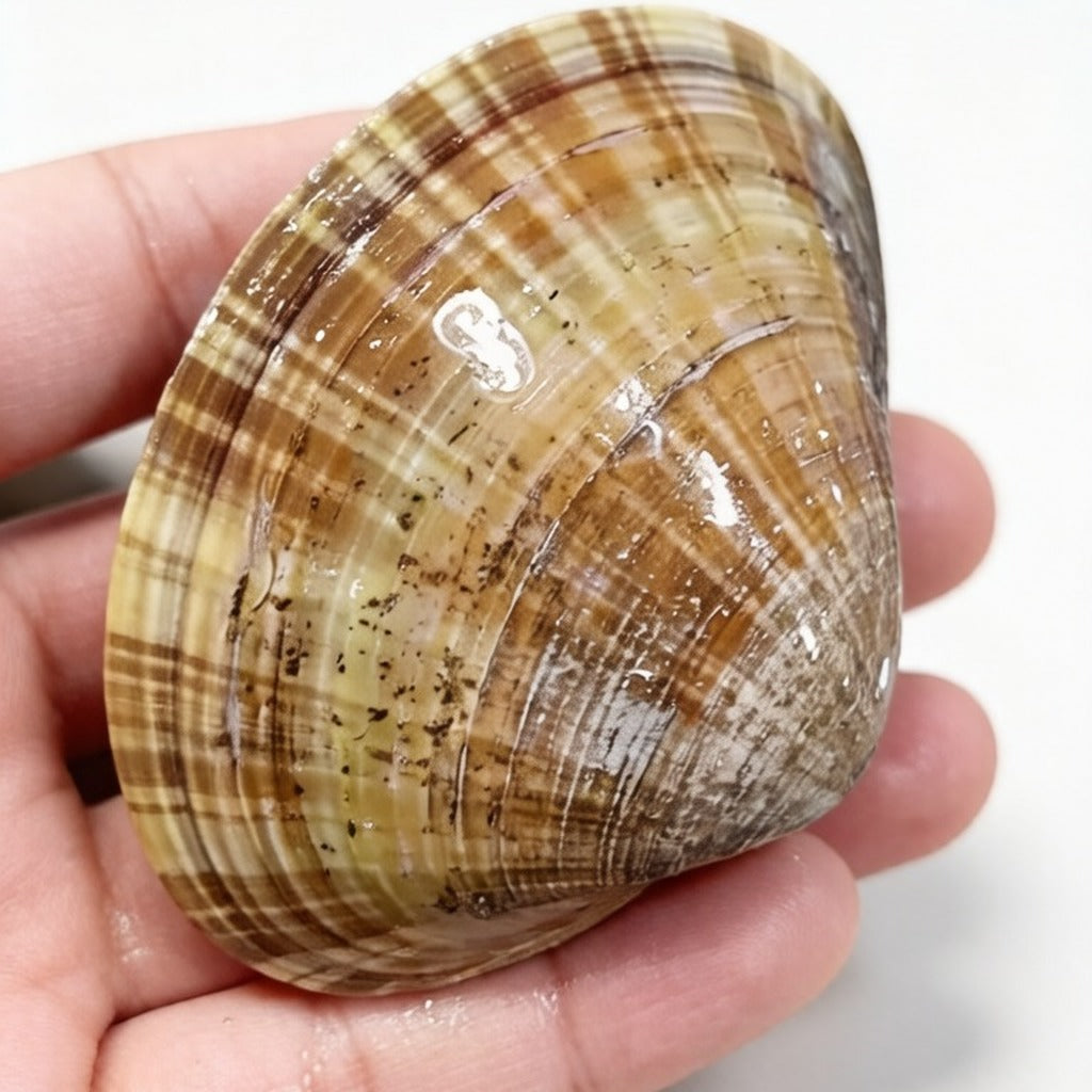 Live clam held in hand