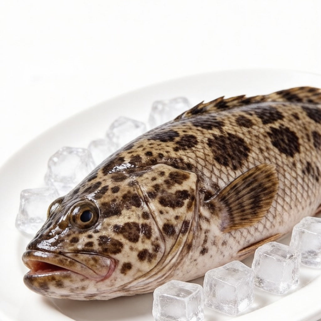 Whole raw grouper on ice